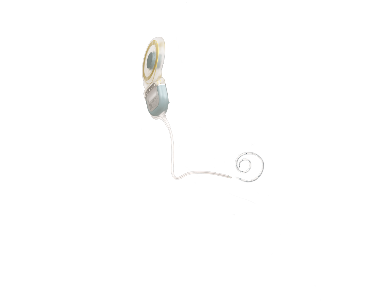 Anatomia do ouvido - SYNCHRONY 2