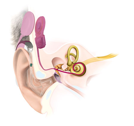 Ear Anatomy SYNCHRONY EAS Ear Anatomy SYNCHRONY EAS